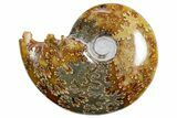 Polished Ammonite (Cleoniceras) Fossil - Madagascar #358406-1